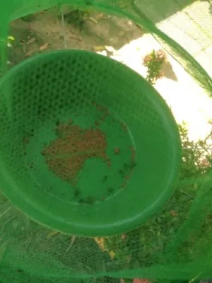 Piège à Mouches Réutilisable
