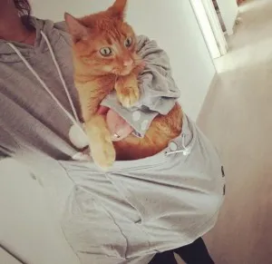 Sweat à capuche poche kangourou pour chien et chat