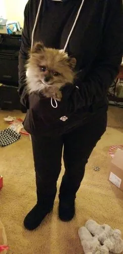 Sweat à capuche poche kangourou pour chien et chat