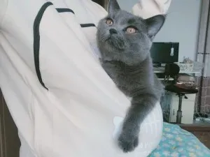 Sweatshirt Pull Poche Kangourou pour Chat
