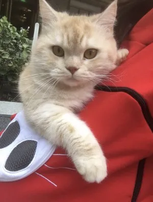 Sweatshirt Pull Poche Kangourou pour Chat