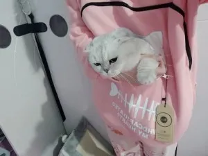 Sweatshirt Pull Poche Kangourou pour Chat