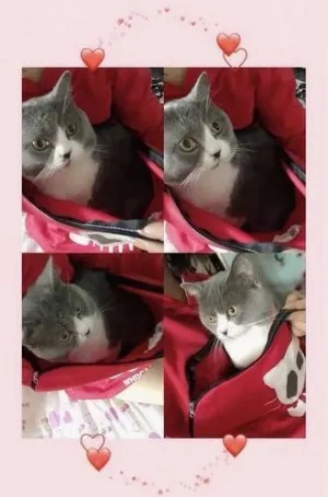 Sweatshirt Pull Poche Kangourou pour Chat
