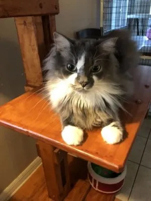 Tapis De Litière Pour Chat