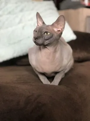Tapis De Litière Pour Chat