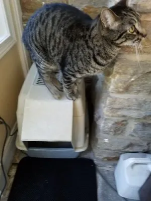 Tapis De Litière Pour Chat