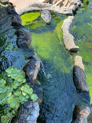 Tête De Crocodile Avec Télécommande