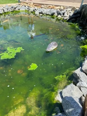 Tête De Crocodile Avec Télécommande