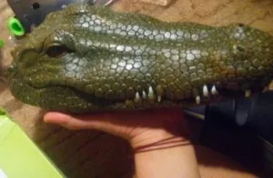 Tête De Crocodile Avec Télécommande