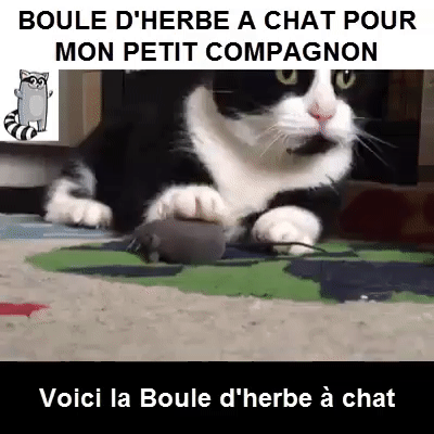 Boule d