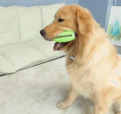 Brosse à Dents Pour Chien - DogsCare