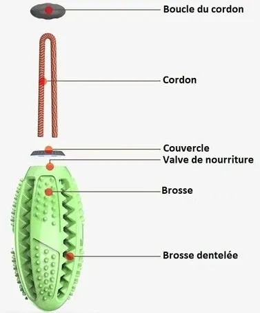 Brosse à Dents Pour Chien - DogsCare Brosse à Dents Pour Chien - DogsCare
