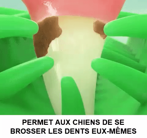 Brosse à Dents Pour Chien - DogsCare