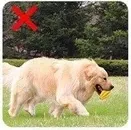Brosse à Dents Pour Chien - DogsCare