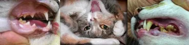 Brosse de toilettage Auto-nettoyante Pour Chat