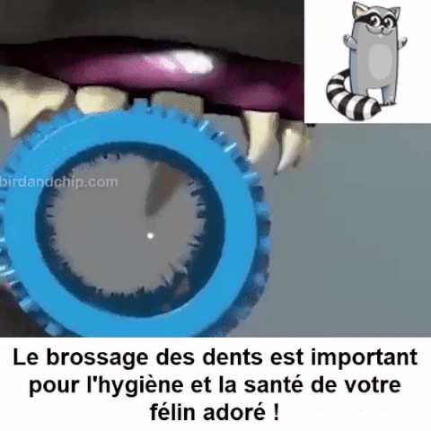 Brosse de toilettage Auto-nettoyante Pour Chat