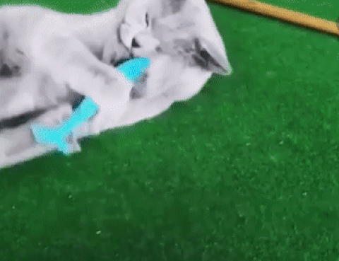 Brosse de toilettage Auto-nettoyante Pour Chat