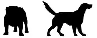 Imperméable Transparent Pour Chien