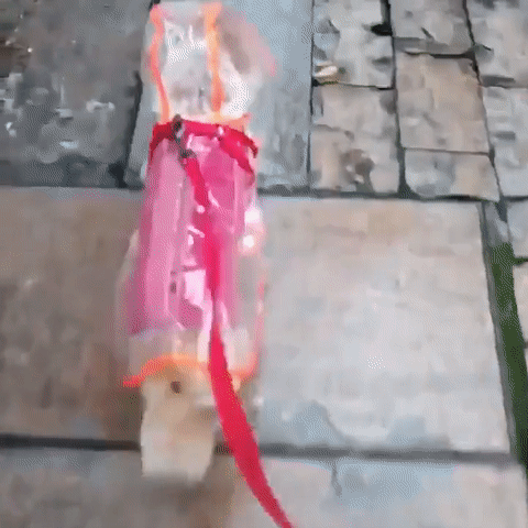 Imperméable Transparent Pour Chien