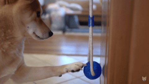 Jouet à Mâcher pour Chien - Spécial Molaire Délicate Jouet à Mâcher pour Chien - Spécial Molaire Délicate
