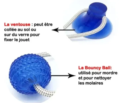 Jouet à Mâcher pour Chien - Spécial Molaire Délicate