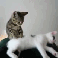 Masseur Pour Chat et Chien Masseur Pour Chat et Chien