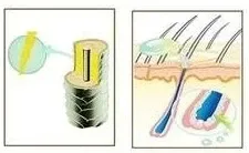 Sérum Capillaire à la Biotine Végétale Sérum Capillaire à la Biotine Végétale