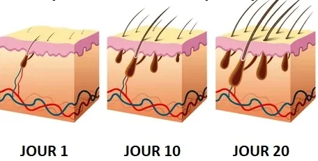 Sérum Capillaire à la Biotine Végétale Sérum Capillaire à la Biotine Végétale