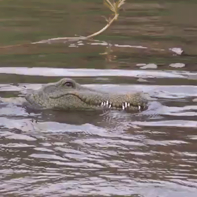 Tête De Crocodile Avec Télécommande Tête De Crocodile Avec Télécommande